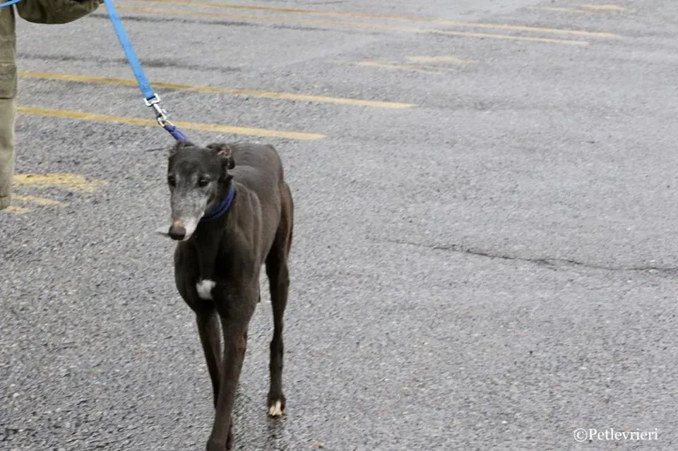 Ringing Hot adozione greyhound macao 8