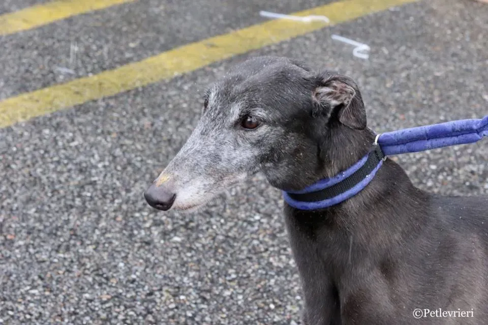 Ringing Hot adozione greyhound macao 9