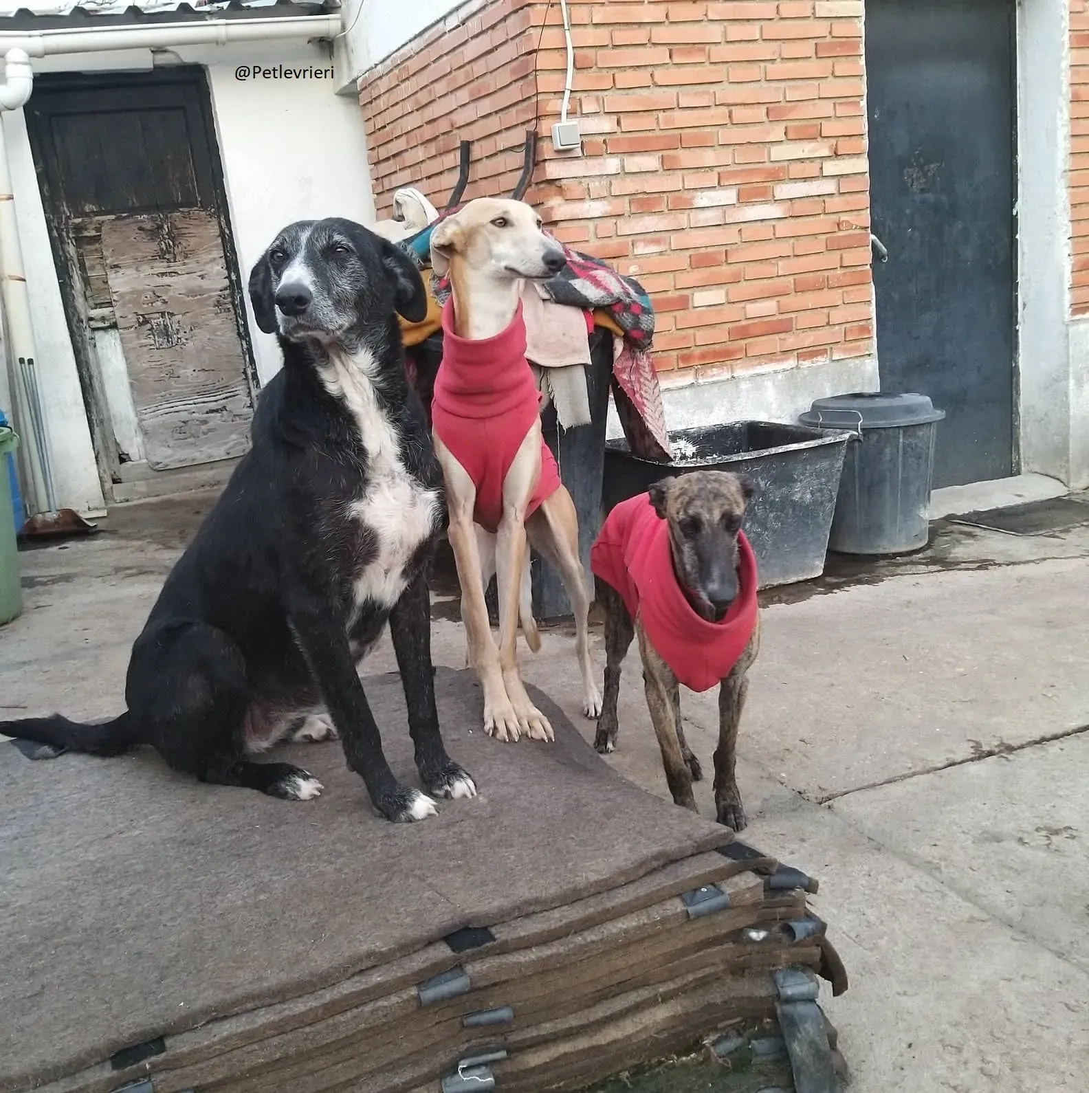 Risca Galgo Femmina Adozione levrieri 1