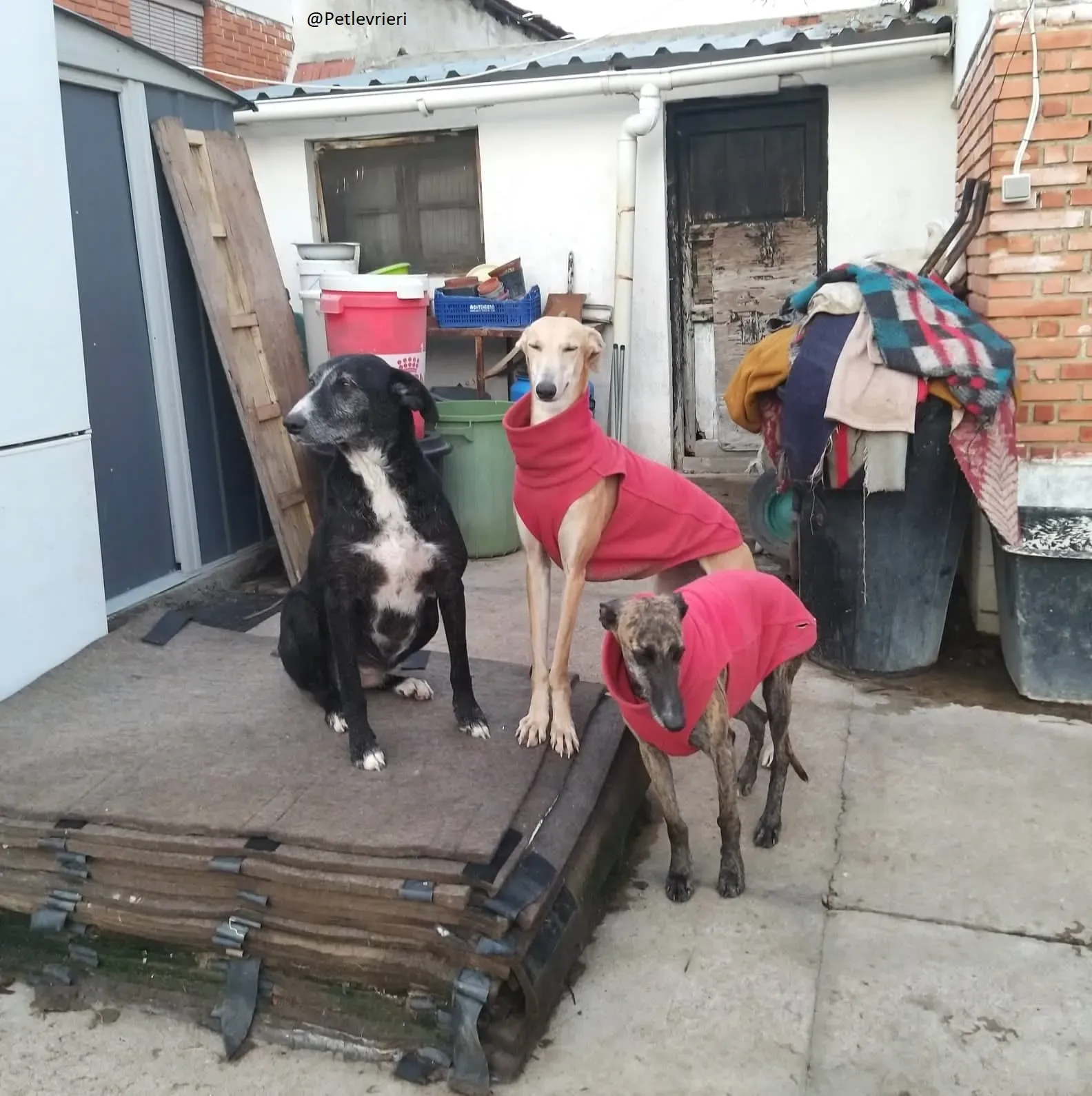 Risca Galgo Femmina Adozione levrieri 2
