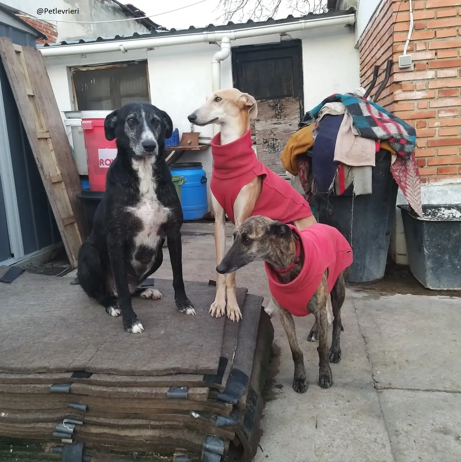Risca Galgo Femmina Adozione levrieri 3