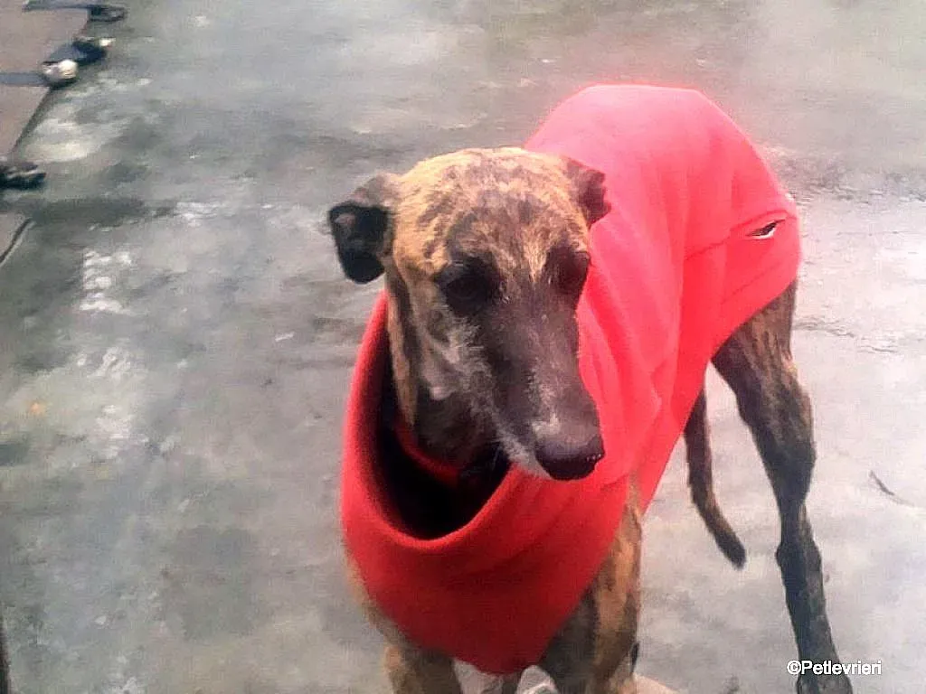 Risca adozione levrieri galgo 01