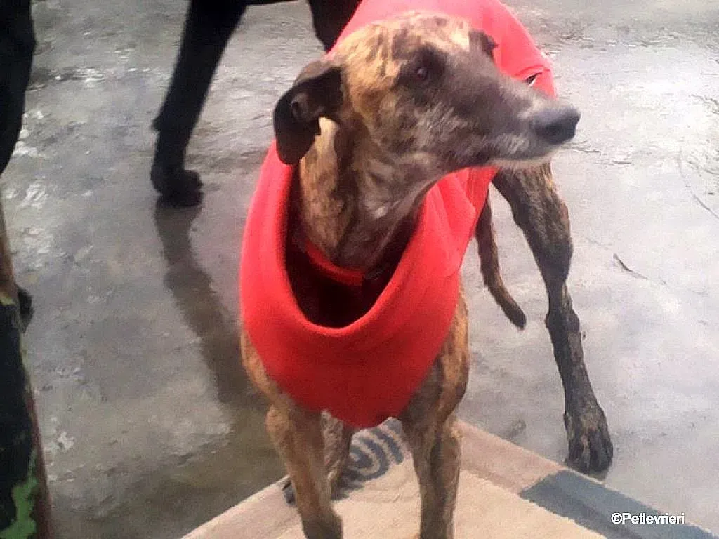 Risca adozione levrieri galgo 02