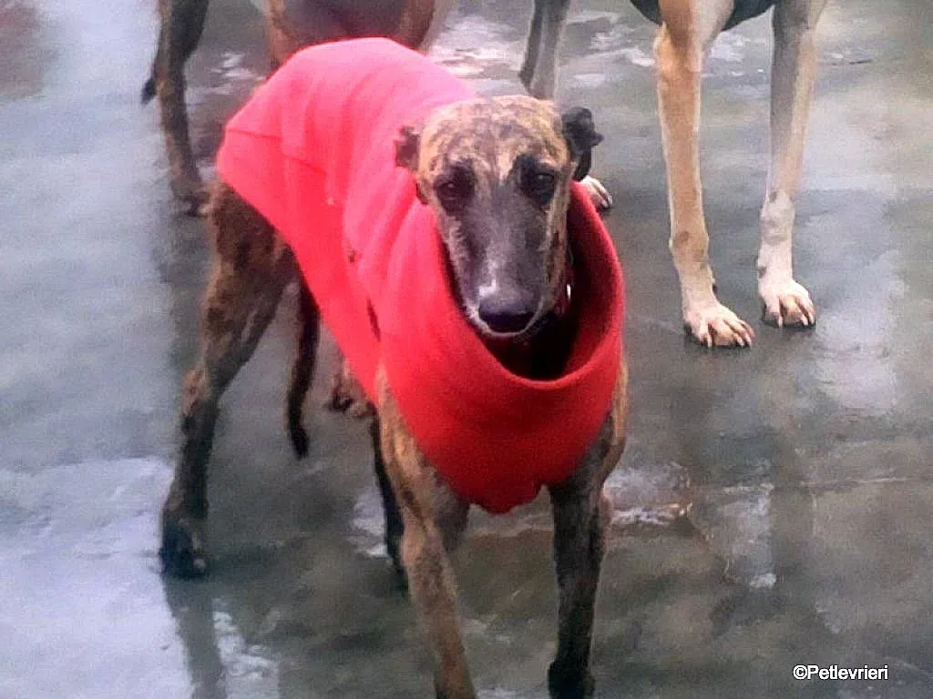 Risca adozione levrieri galgo 03