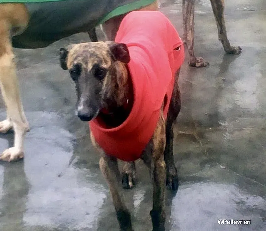 Risca adozione levrieri galgo 04