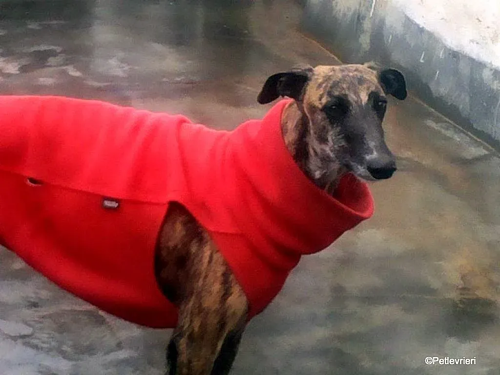 Risca adozione levrieri galgo 05