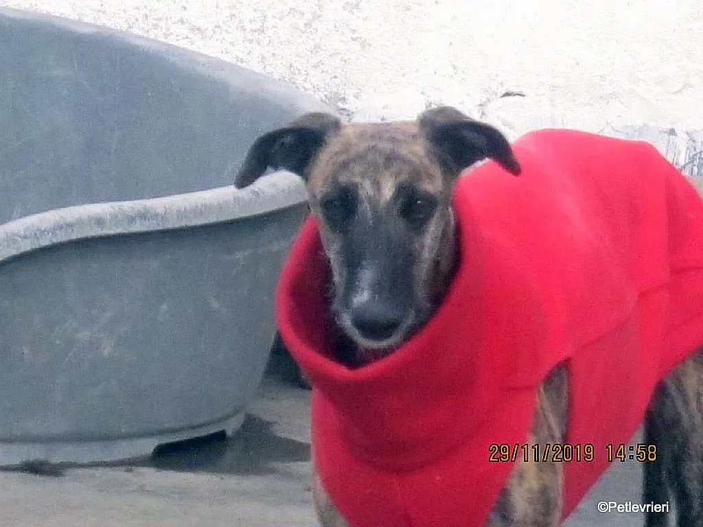 Risca adozione levrieri galgo 06