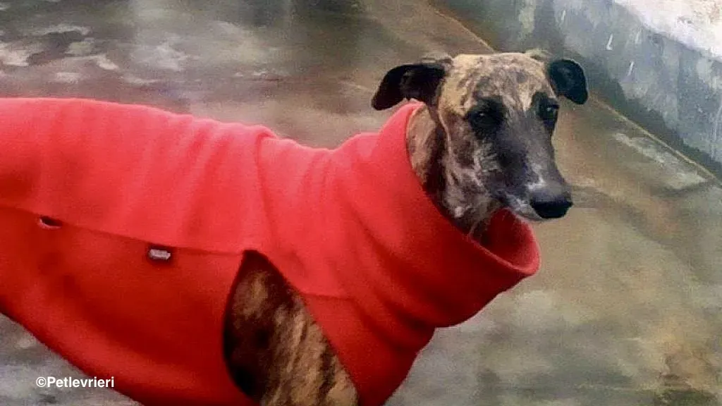 Risca adozione levrieri galgo 09