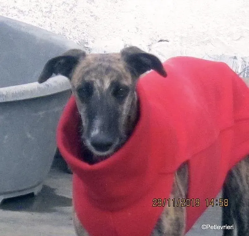 Risca adozione levrieri galgo 10