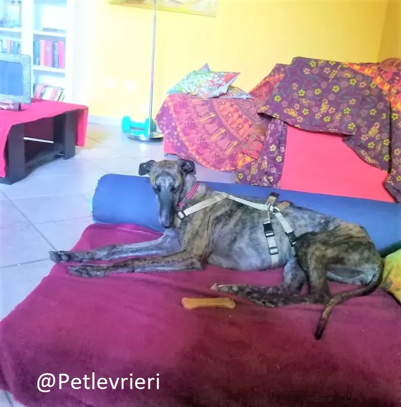 Risca adozione levrieri galgo 10