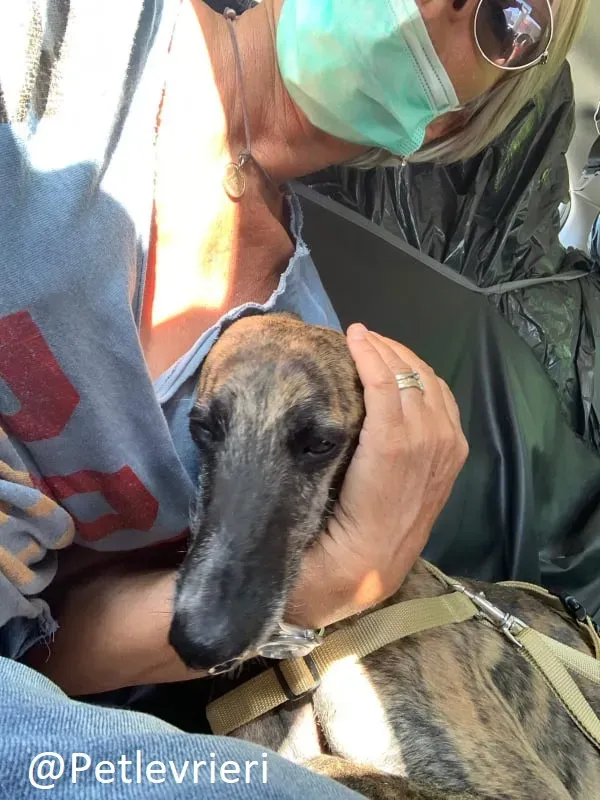 Risca adozione levrieri galgo 12 1