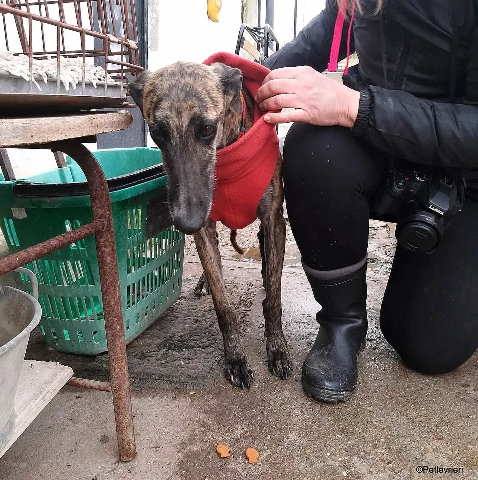 Risca adozione levrieri galgo 11