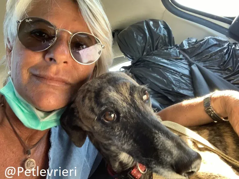 Risca adozione levrieri galgo 13 1