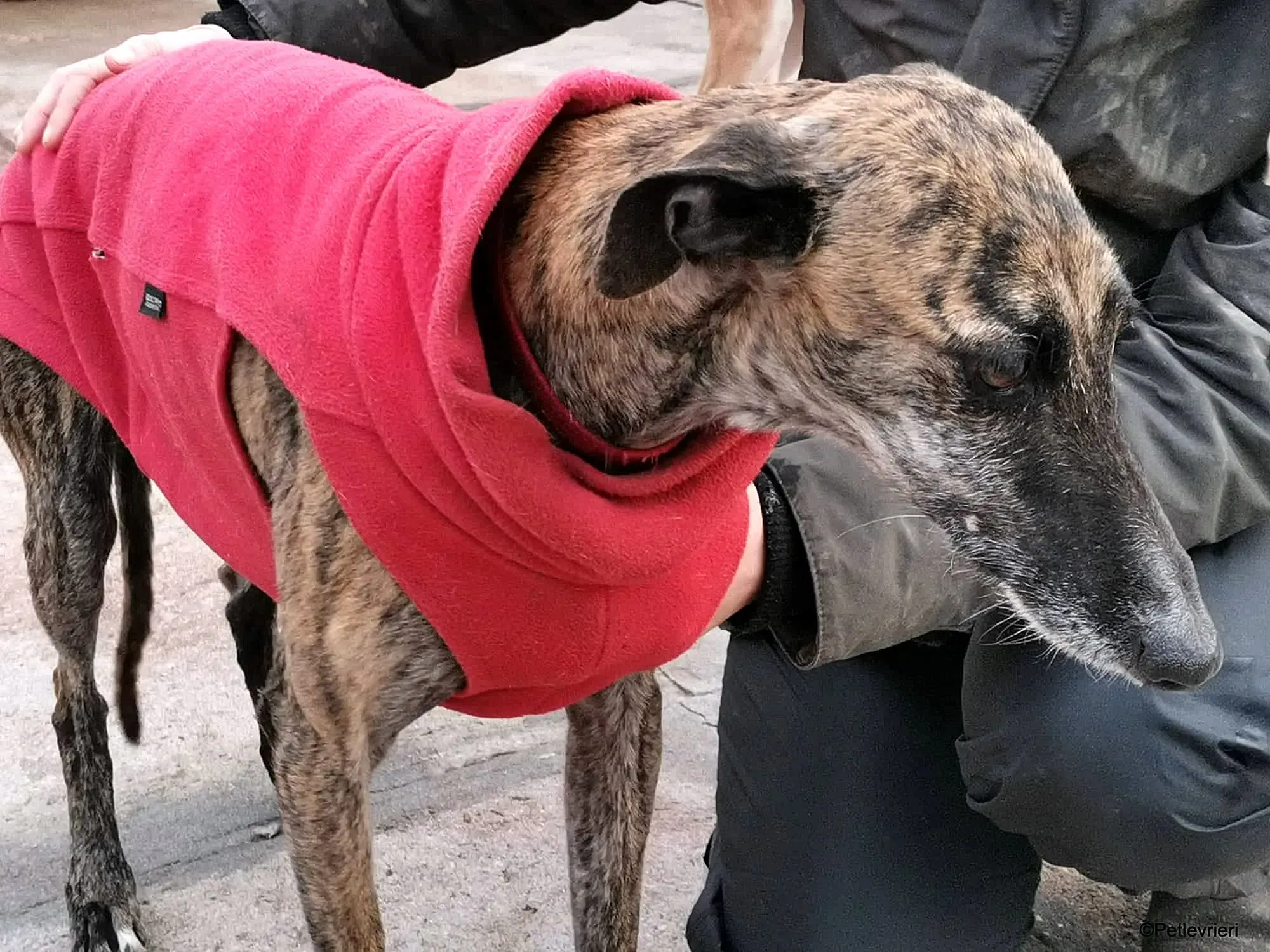 Risca adozione levrieri galgo 12