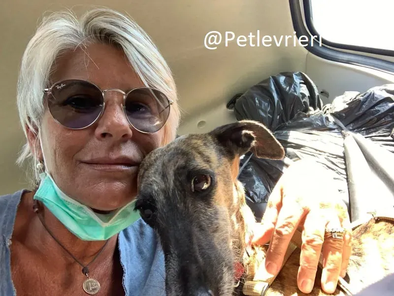 Risca adozione levrieri galgo 14 1