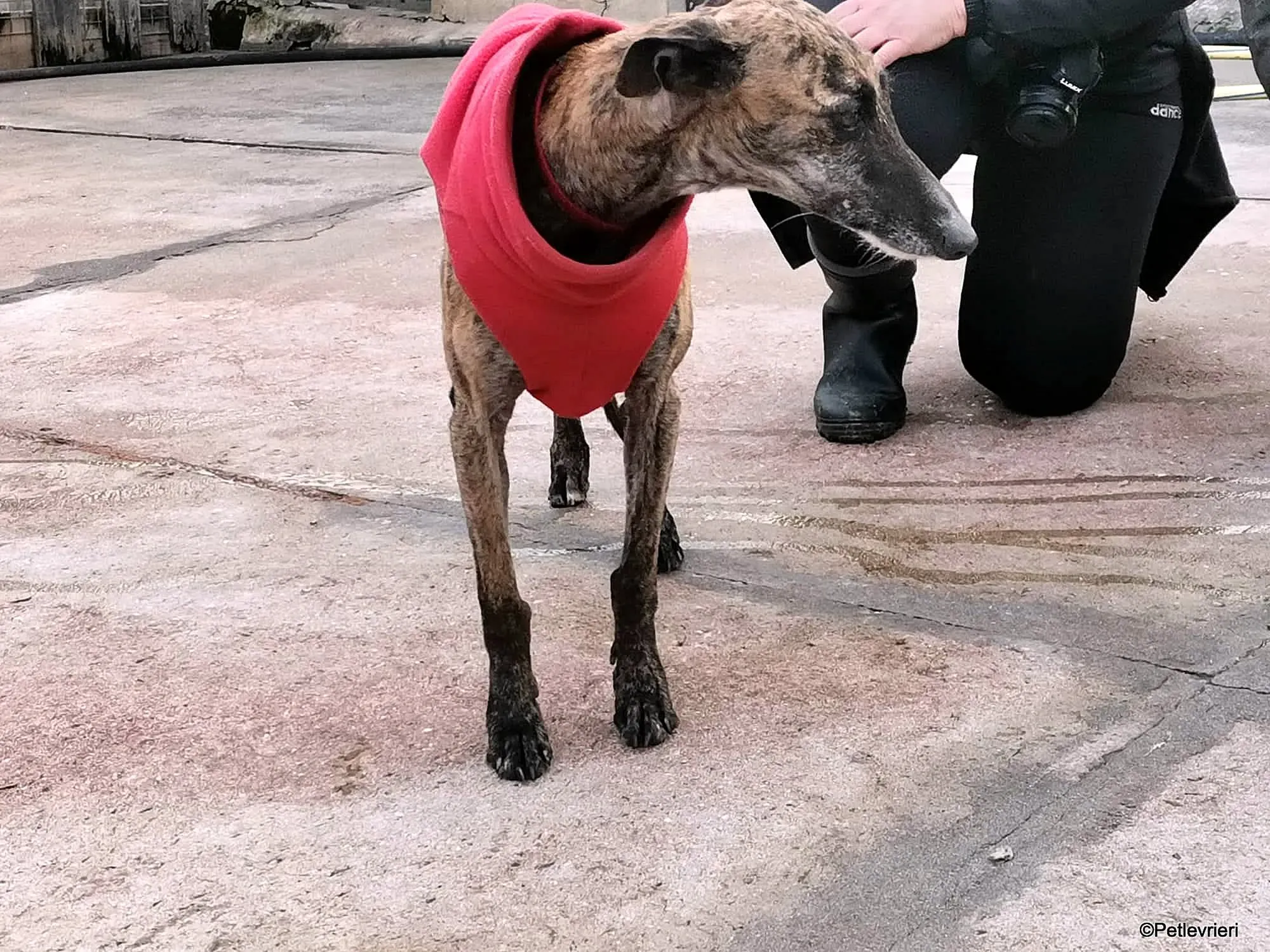 Risca adozione levrieri galgo 13