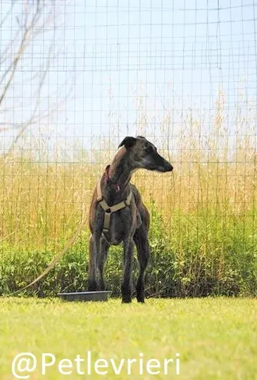 Risca adozione levrieri galgo 15 1