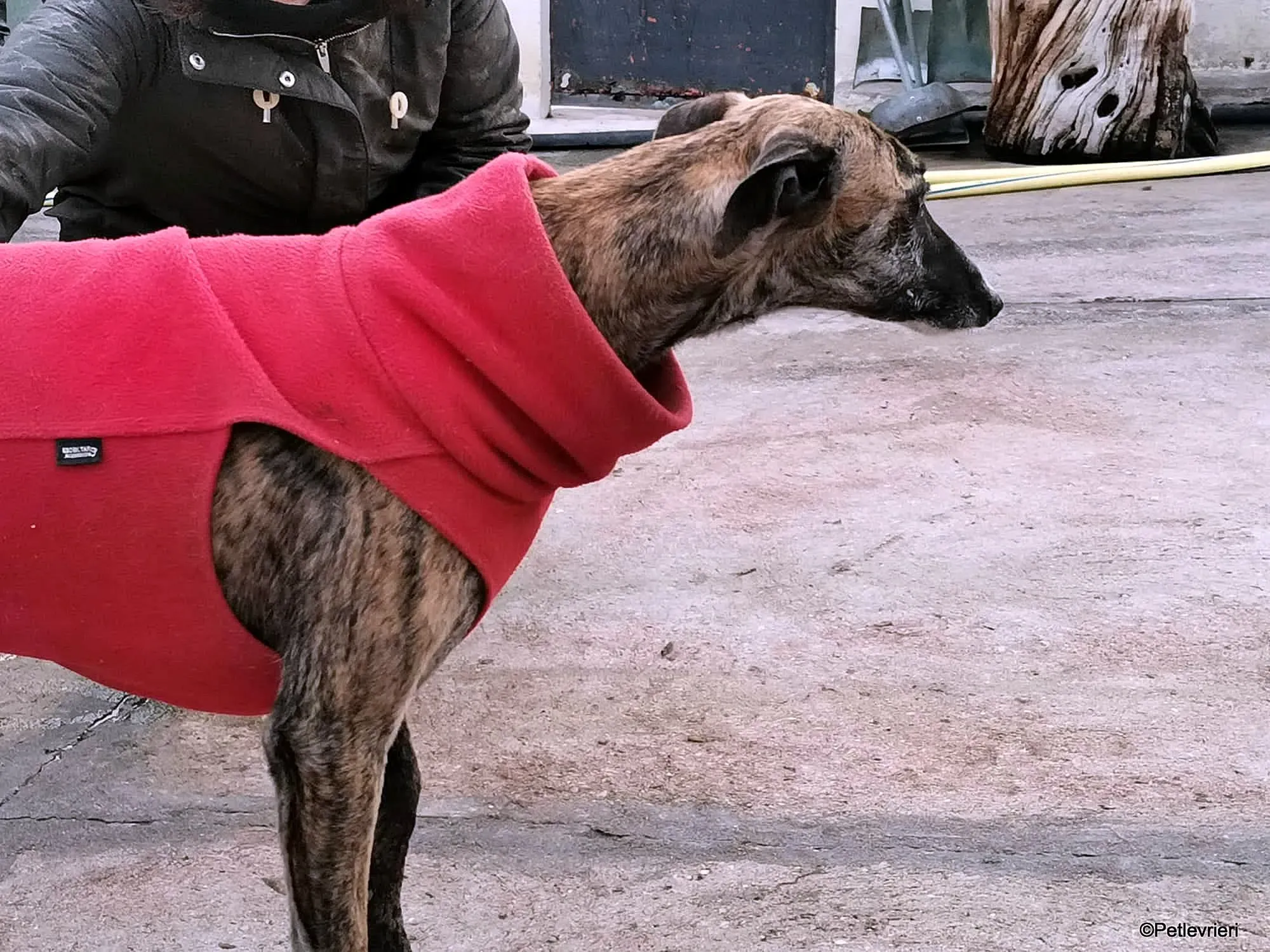 Risca adozione levrieri galgo 14