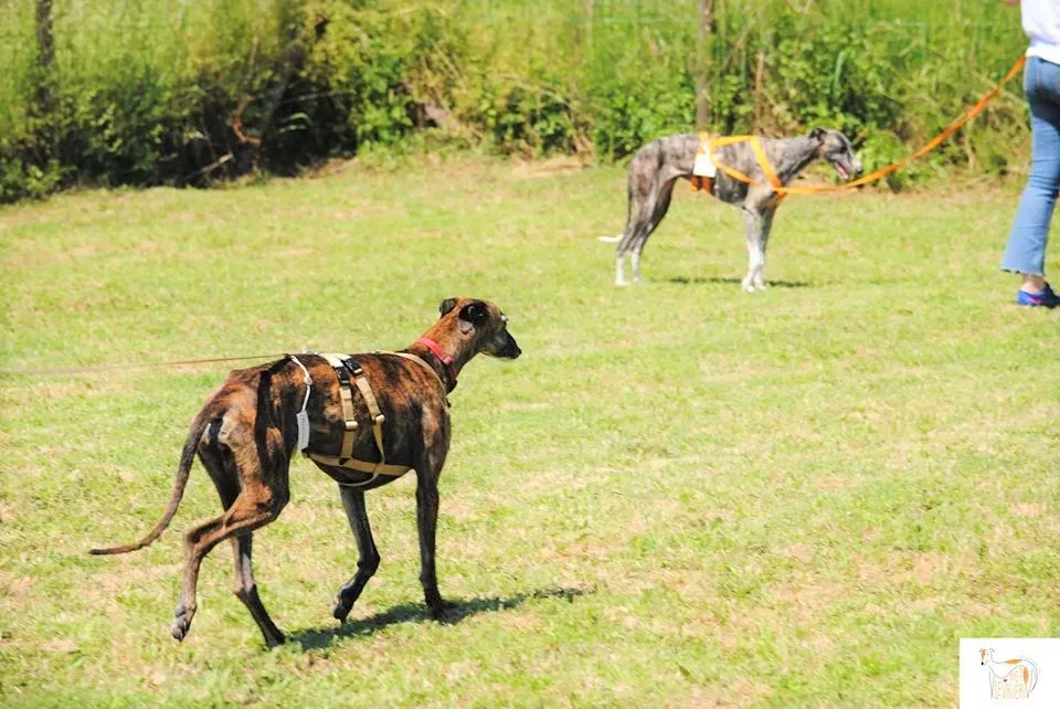 Risca adozione levrieri galgo 16 1