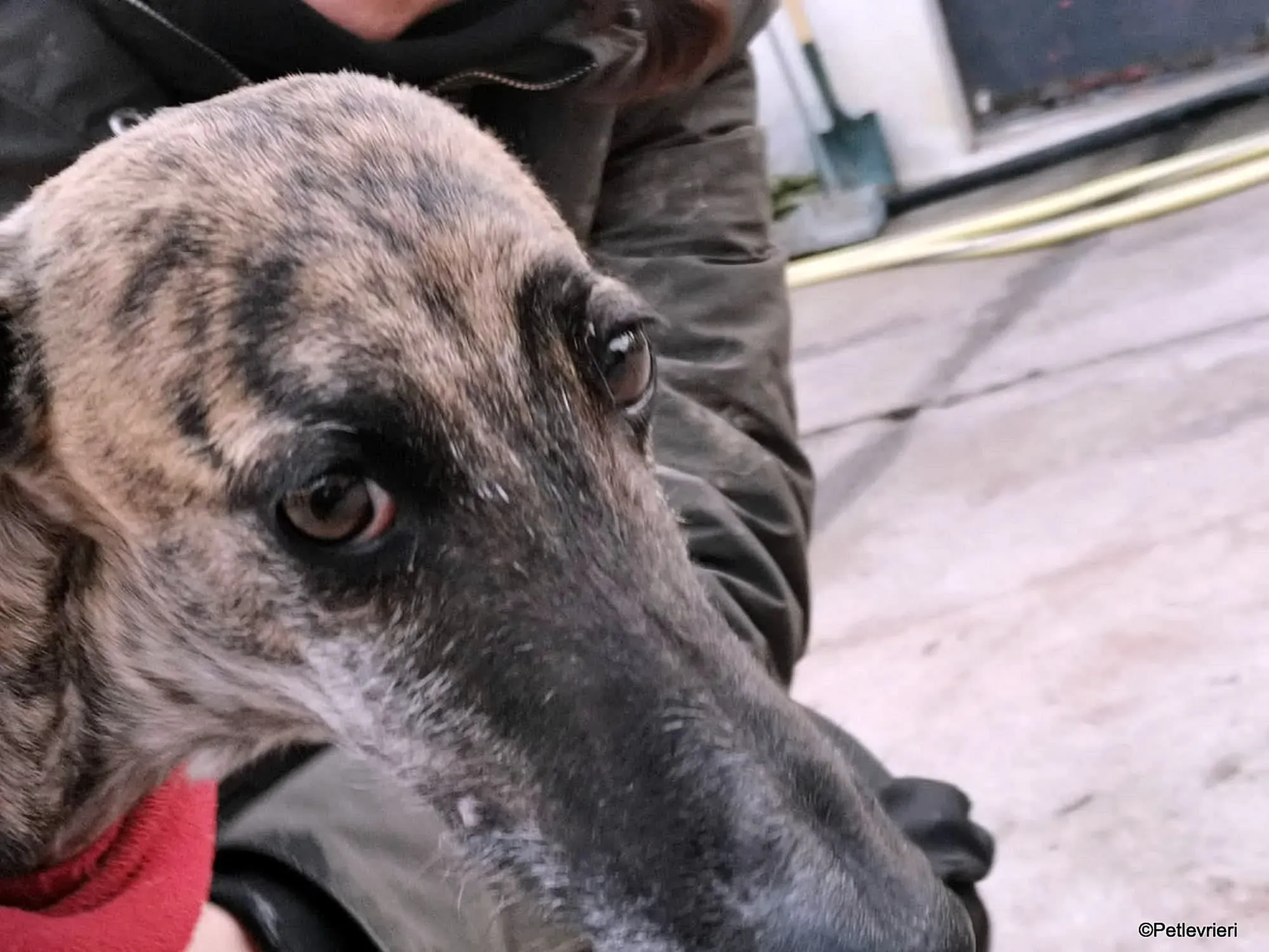 Risca adozione levrieri galgo 15