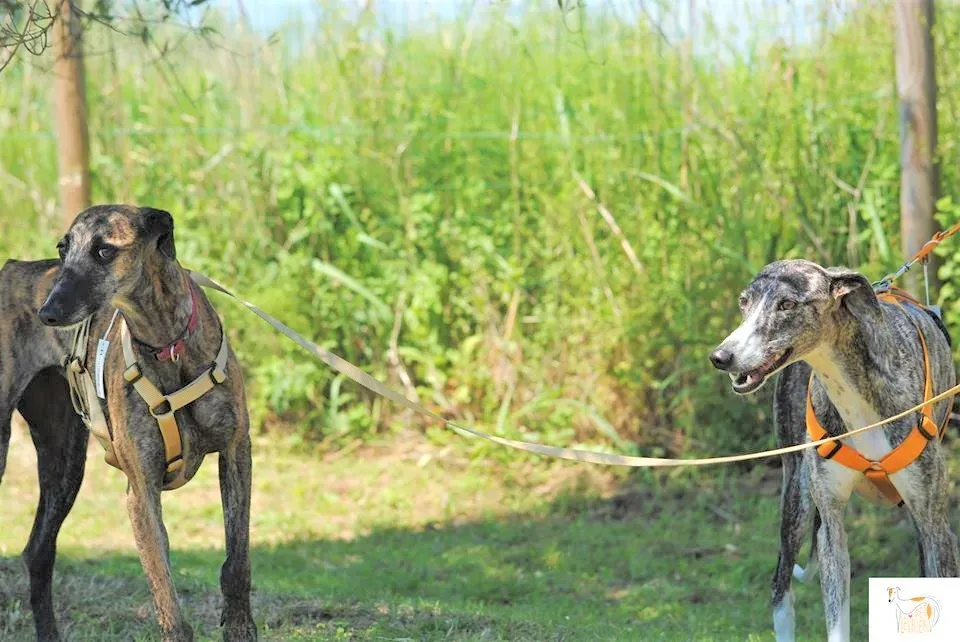 Risca adozione levrieri galgo 17 1