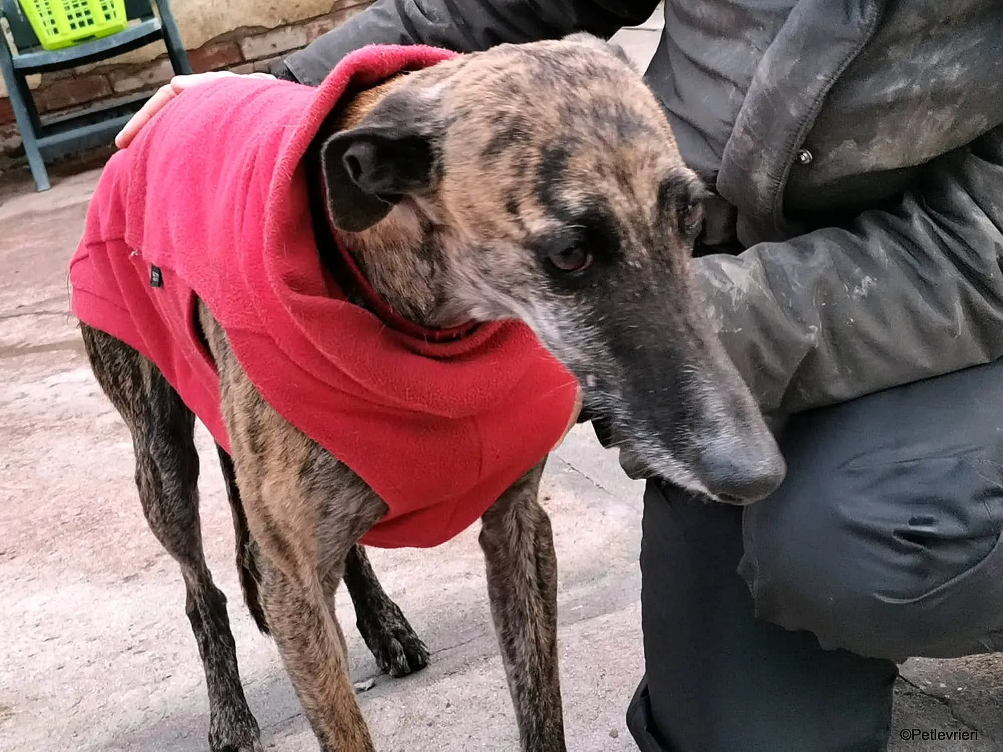 Risca adozione levrieri galgo 16