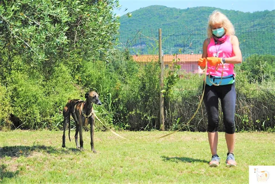 Risca adozione levrieri galgo 18 1