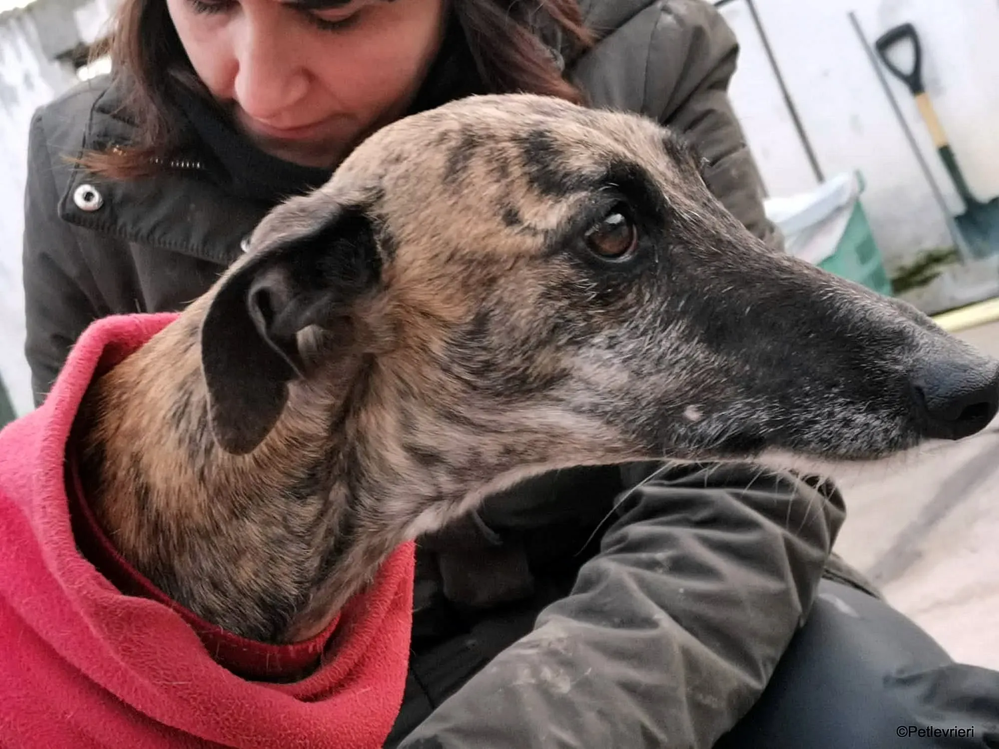 Risca adozione levrieri galgo 17