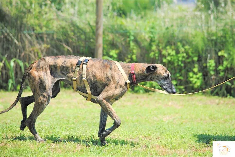Risca adozione levrieri galgo 19 1