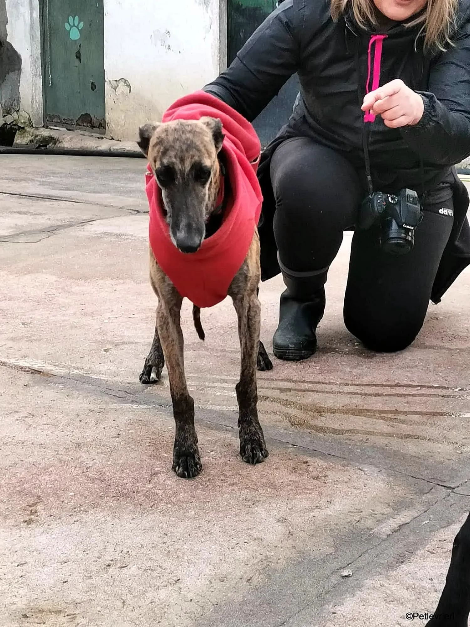 Risca adozione levrieri galgo 18