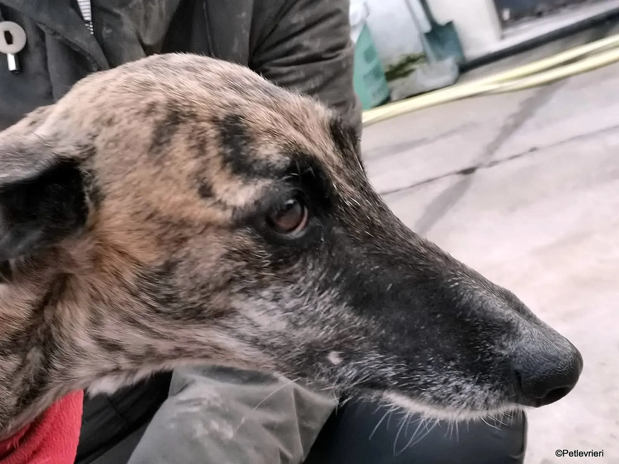 Risca adozione levrieri galgo 19