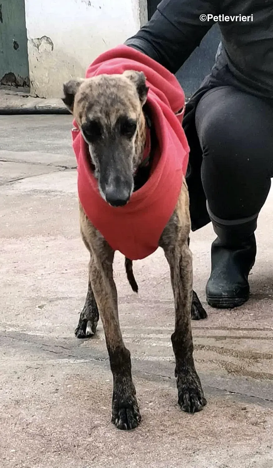 Risca adozione levrieri galgo 20