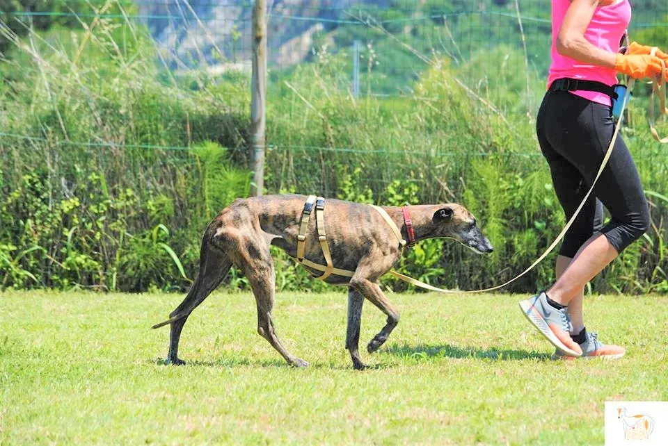Risca adozione levrieri galgo 20