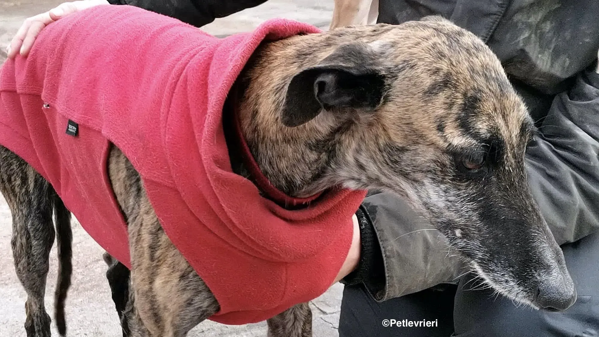 Risca adozione levrieri galgo 21