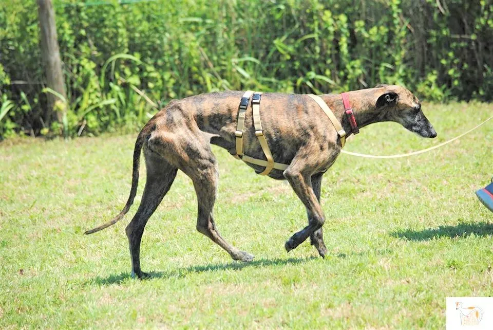 Risca adozione levrieri galgo 21