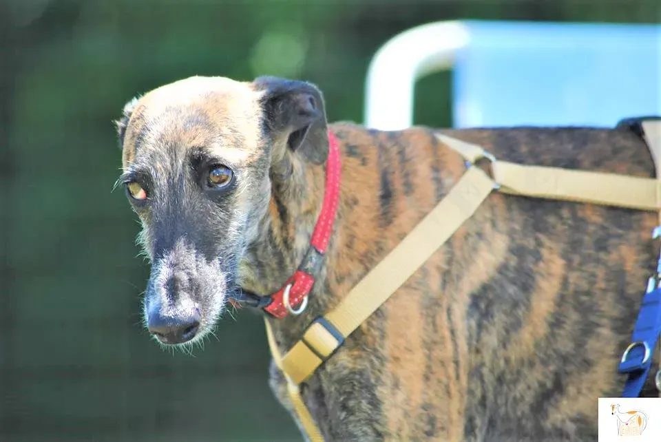 Risca adozione levrieri galgo 22