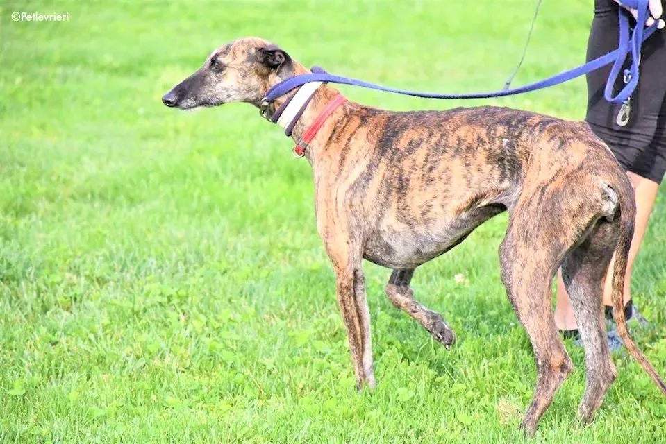 Risca adozione levrieri galgo 23