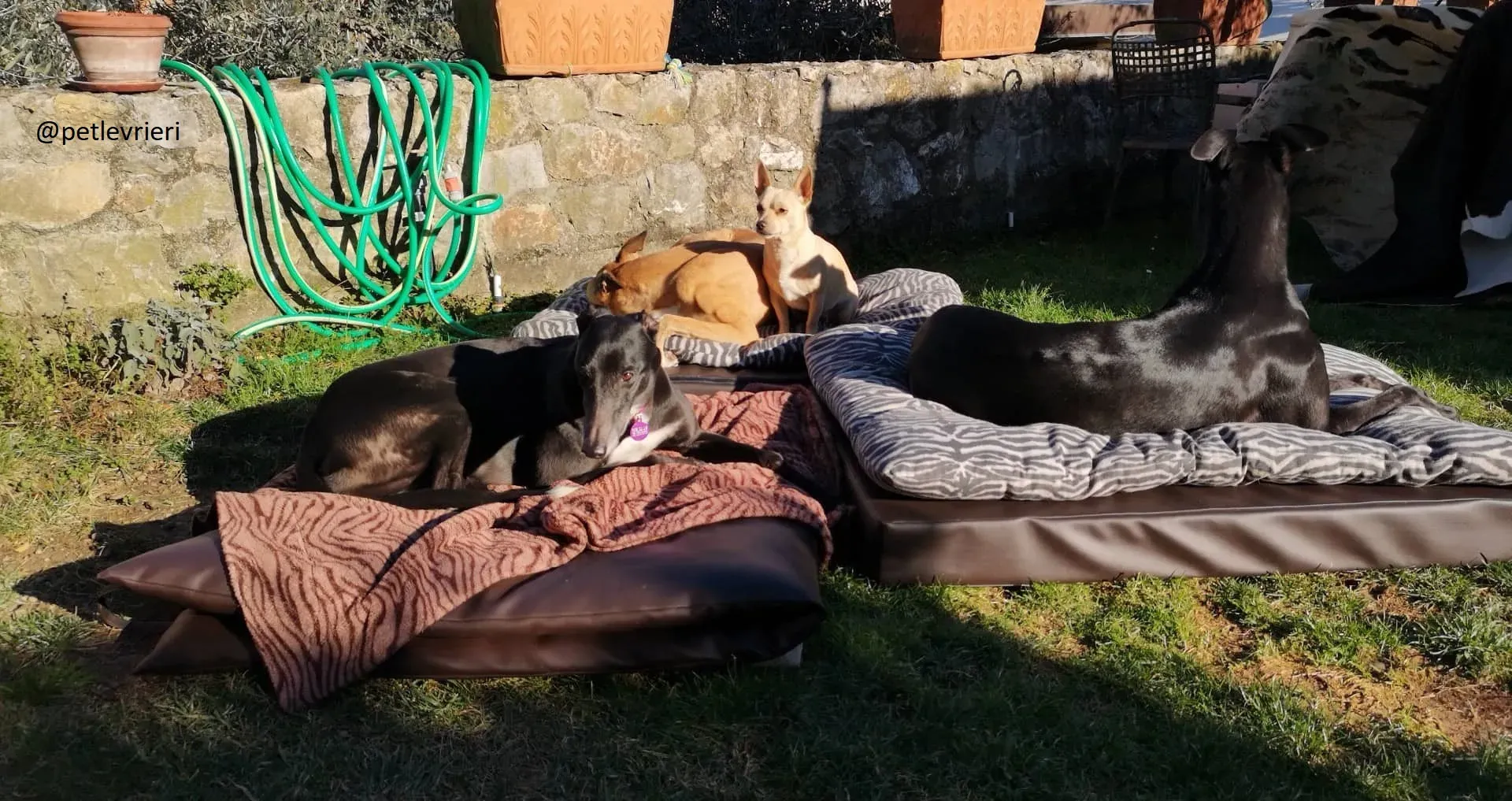 Rise to Me Adozione Levrieri Greyhound di Macau savethemacaugreyhounds 1