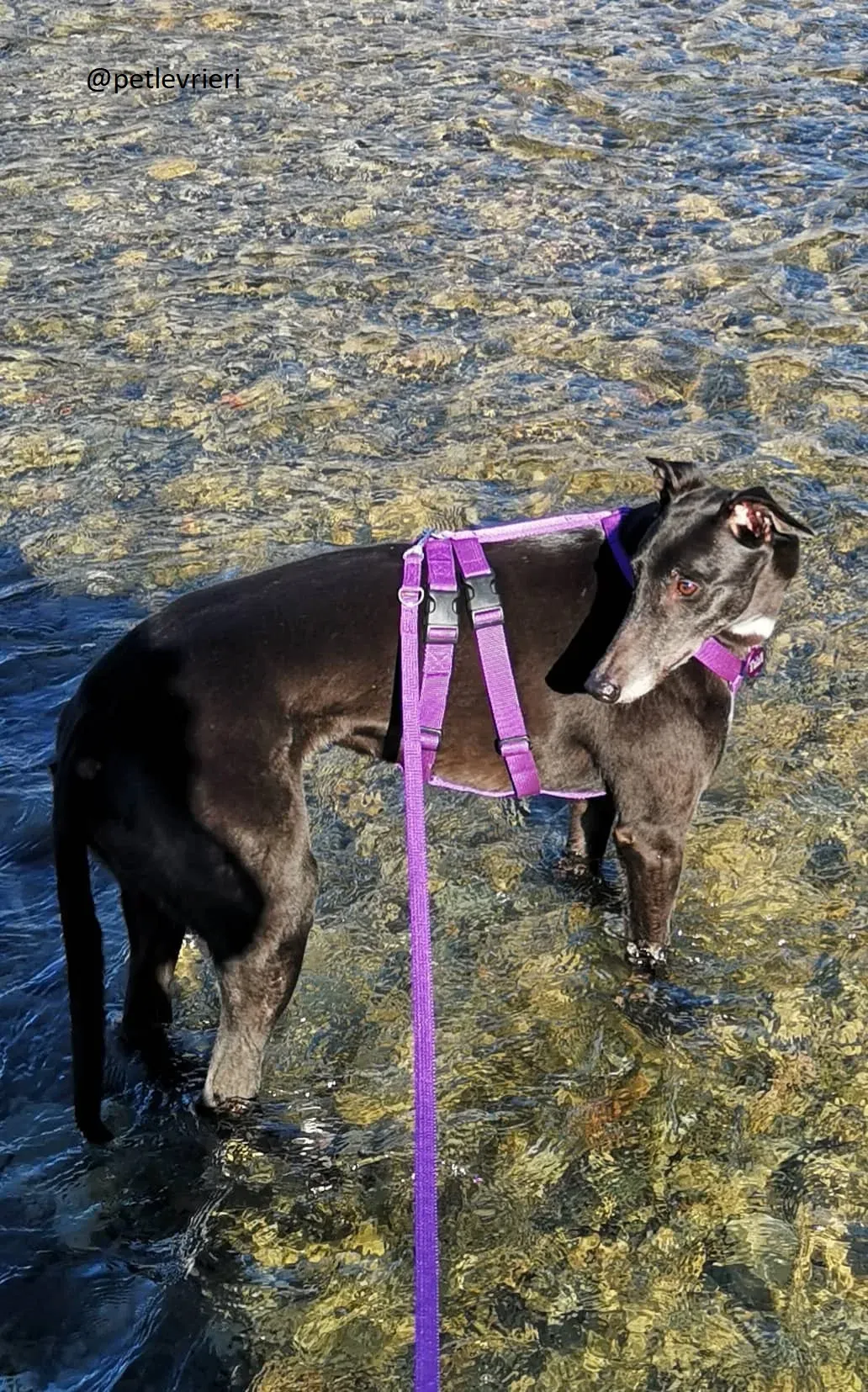 Rise to Me Adozione Levrieri Greyhound di Macau savethemacaugreyhounds 2