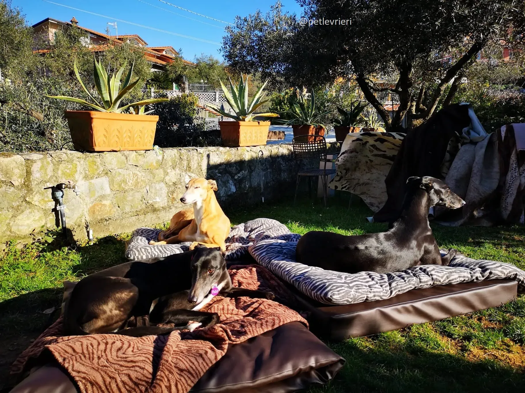 Rise to Me Adozione Levrieri Greyhound di Macau savethemacaugreyhounds 3