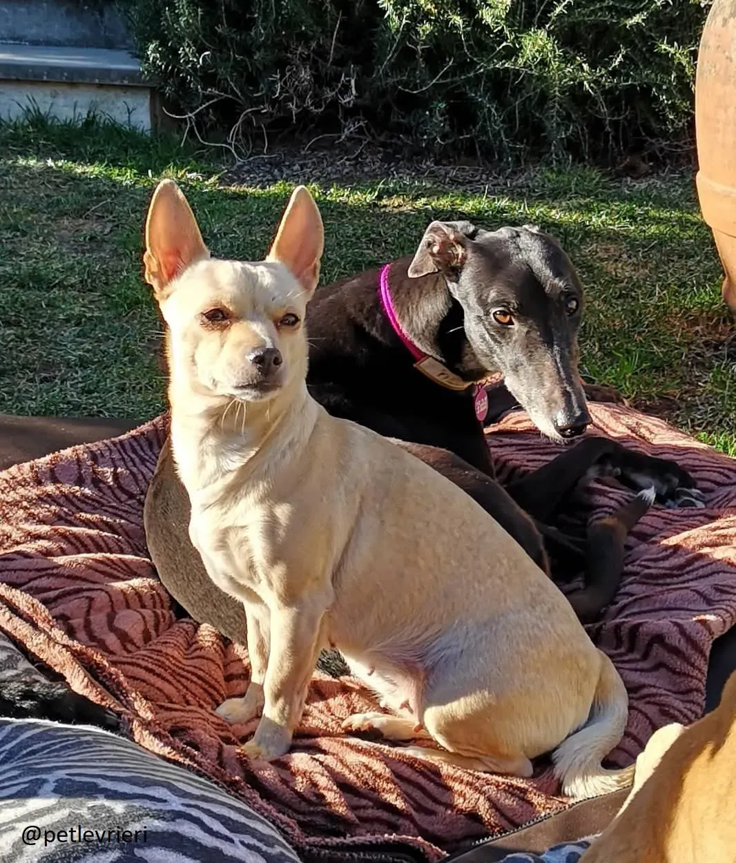 Rise to Me Adozione Levrieri Greyhound di Macau savethemacaugreyhounds 4