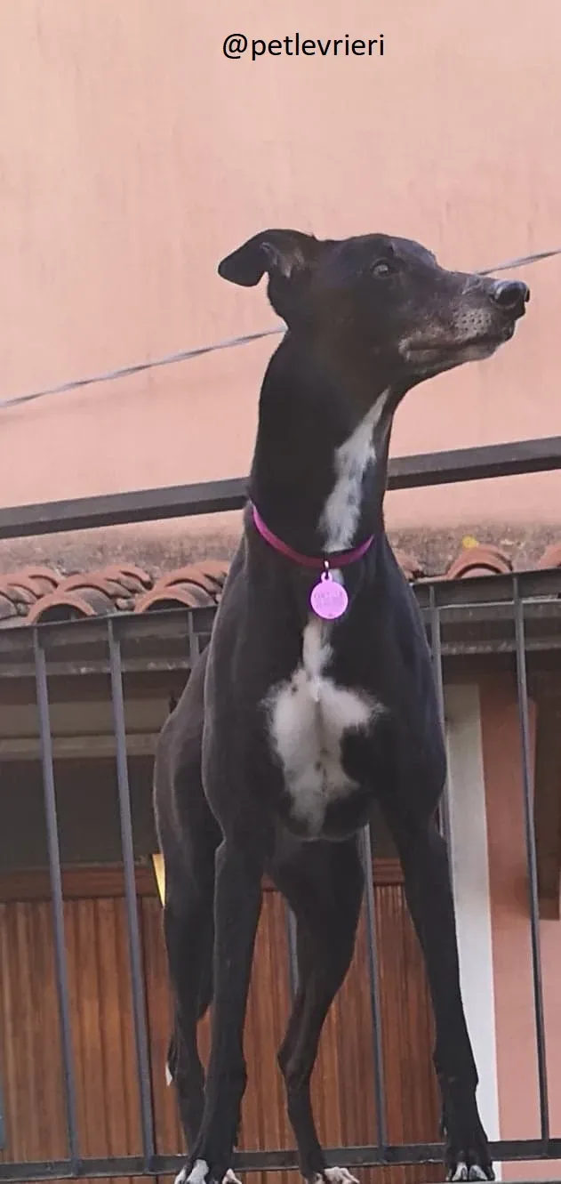 Rise to Me Adozione Levrieri Greyhound di Macau savethemacaugreyhounds 6