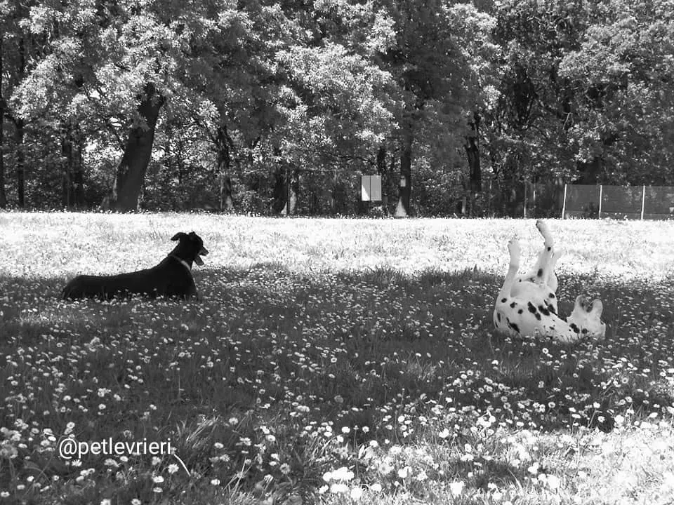 Rise to me adozione greyhound macao 1