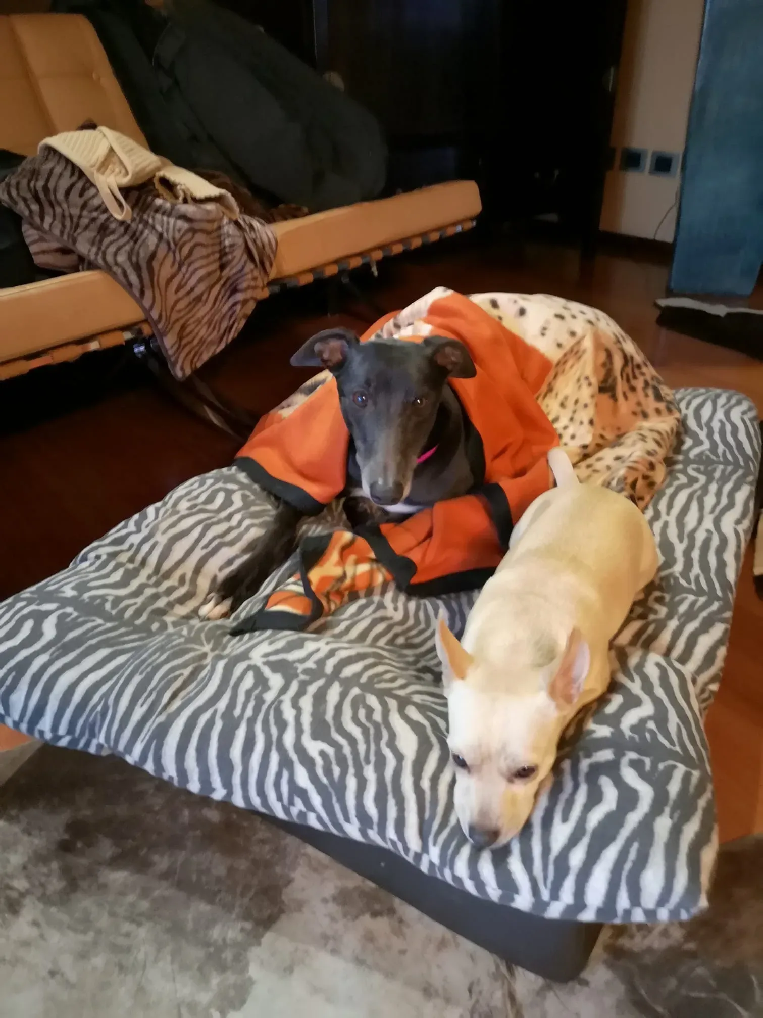 Rise to me adozione greyhound macao