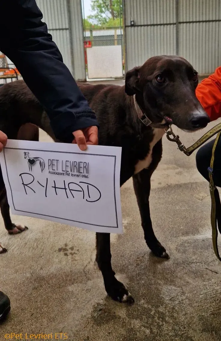 Riyadh adozione levrieri greyhound 12