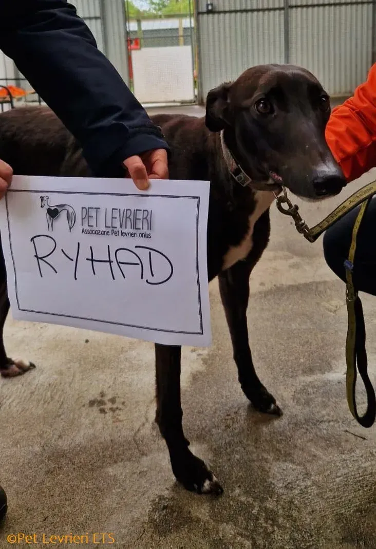 Riyadh adozione levrieri greyhound 13