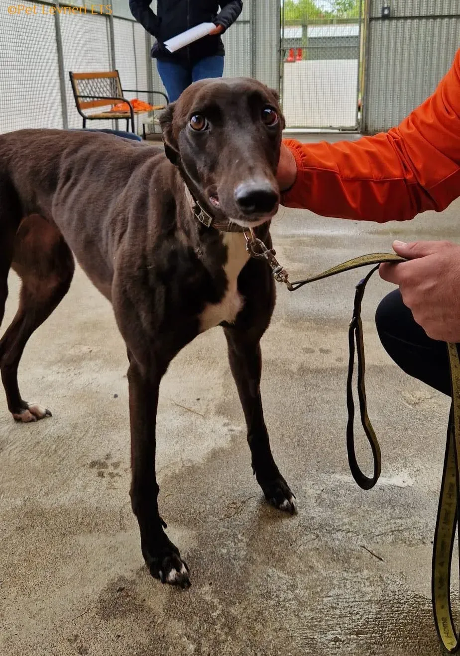 Riyadh adozione levrieri greyhound 14