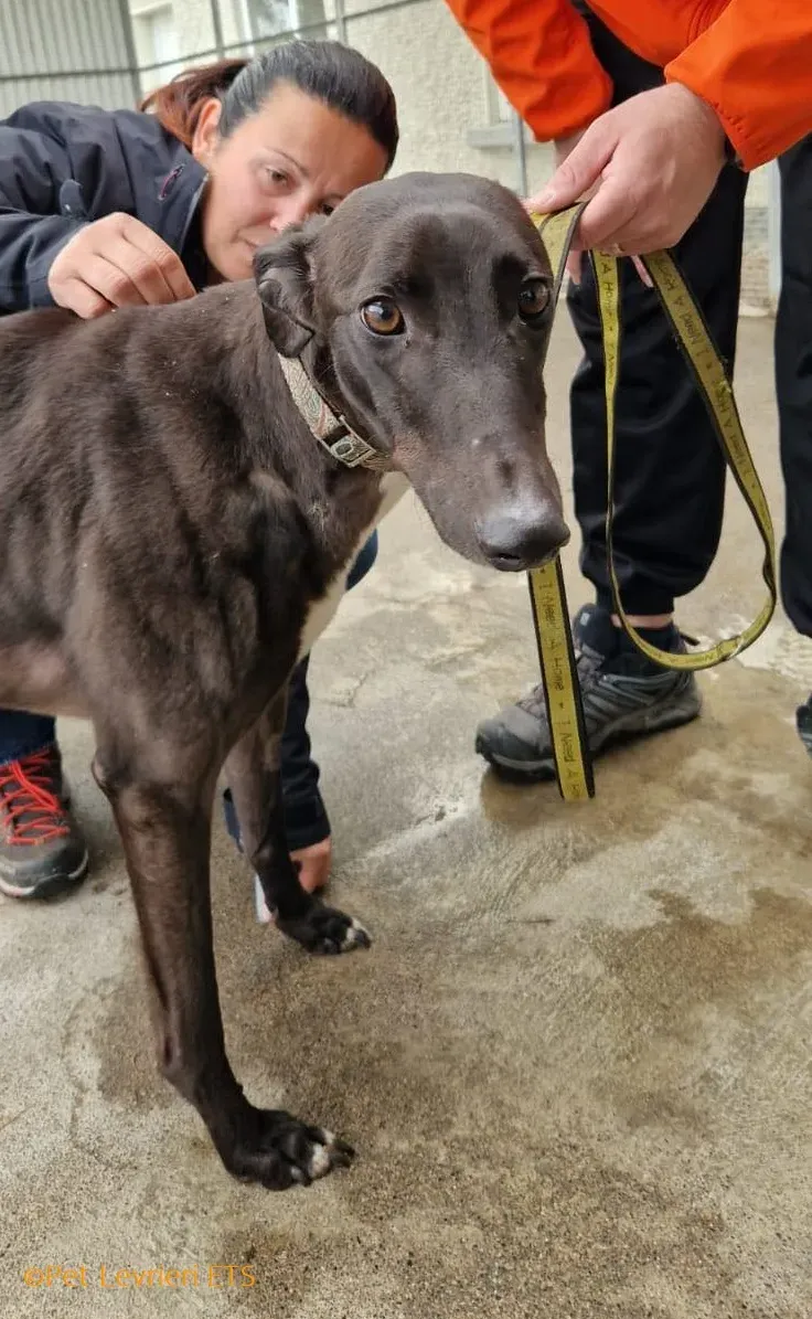 Riyadh adozione levrieri greyhound 15