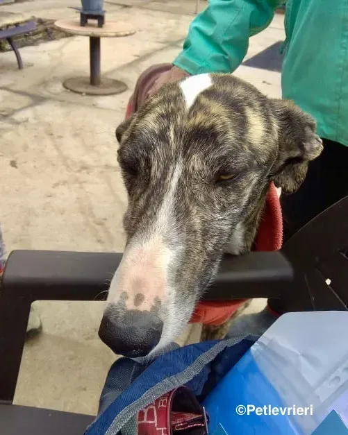 Rizo adozione levrieri galgo 01