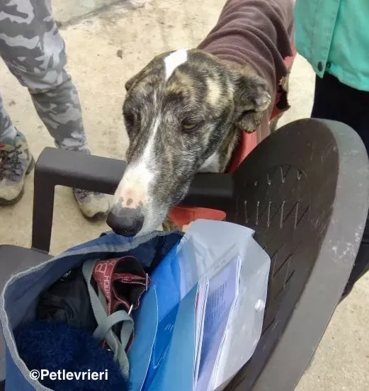 Rizo adozione levrieri galgo 02